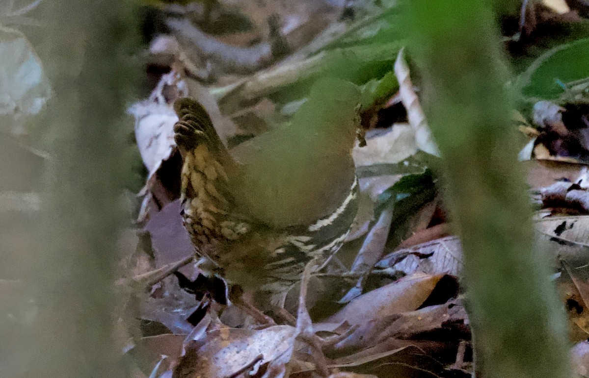 Short-tailed Antthrush - Ken Rosenberg