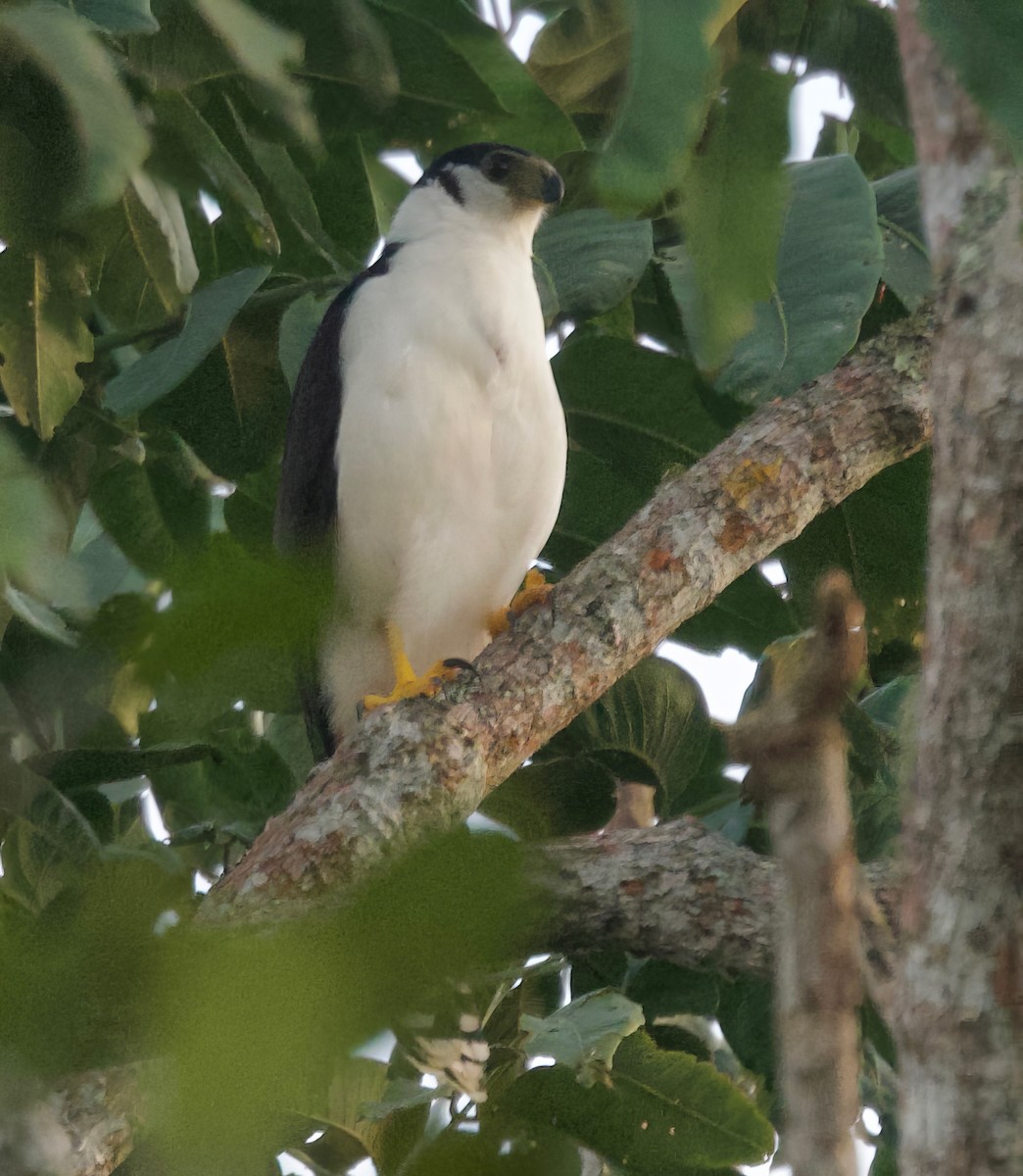 Buckley's Forest-Falcon - ML617166734