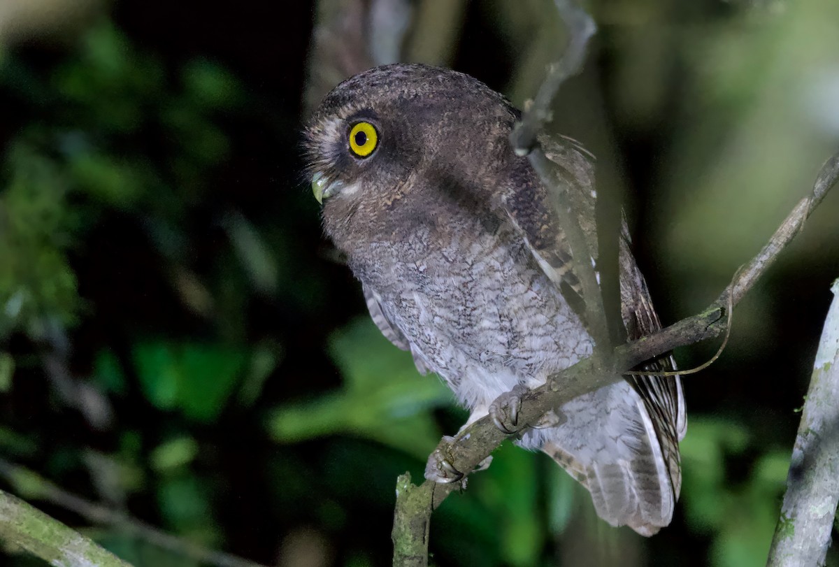 Foothill Screech-Owl - ML617166738