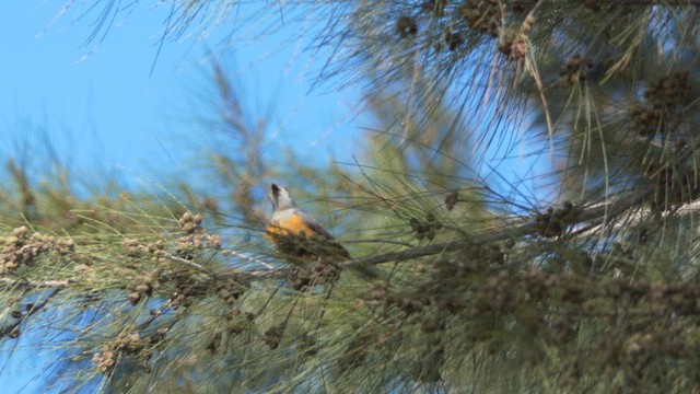 Black-faced Monarch - ML617166748