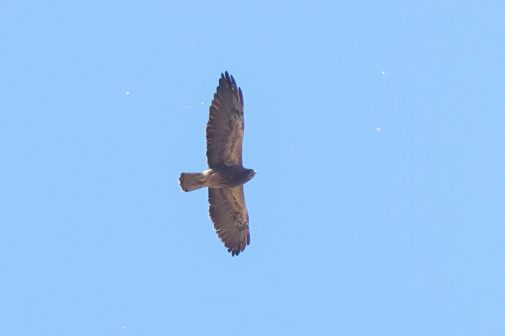 Swainson's Hawk - ML617166756