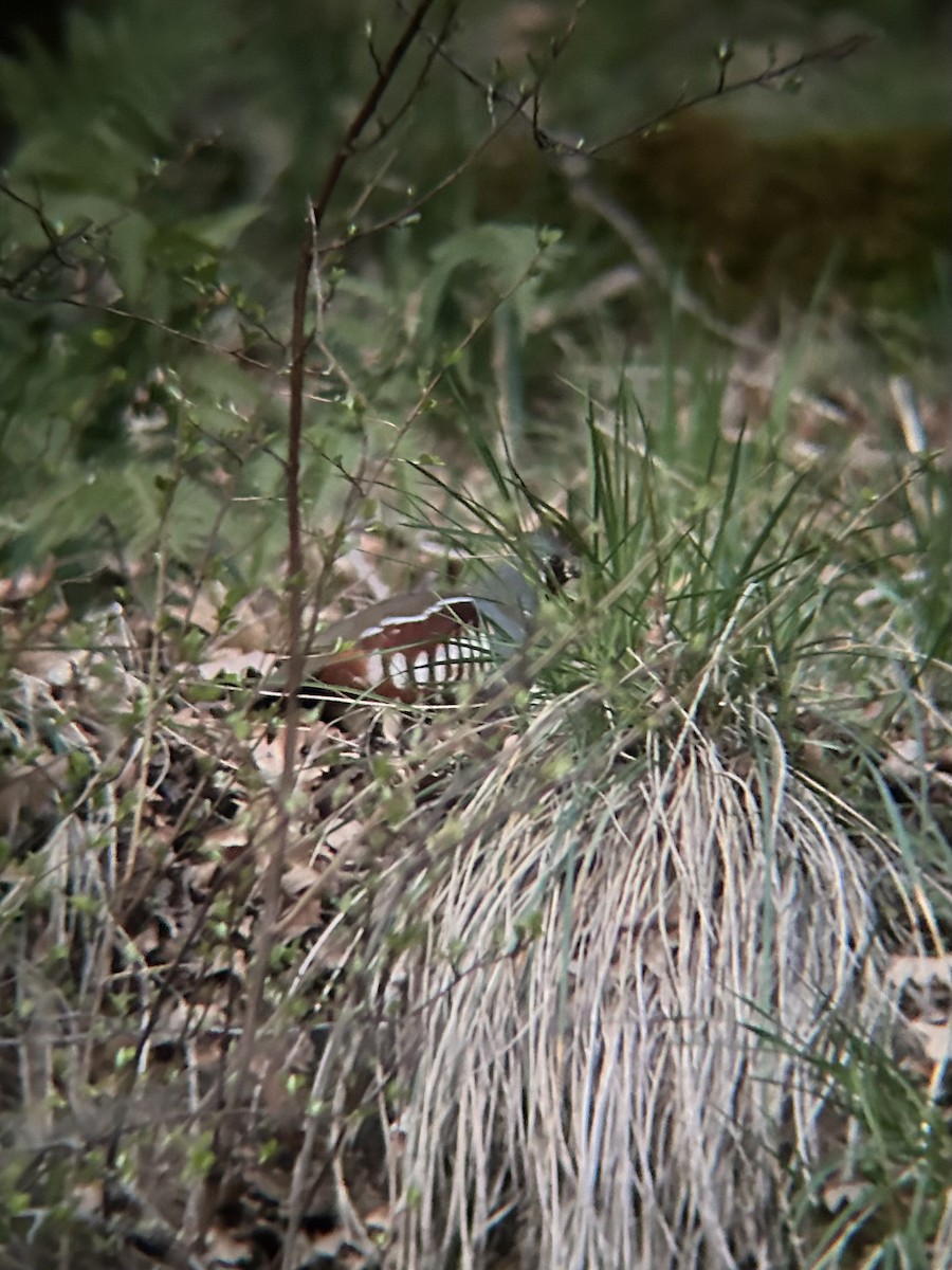 Mountain Quail - ML617166760