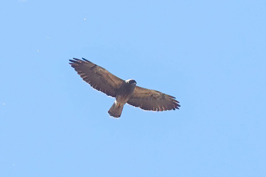 Swainson's Hawk - Garrett Lau