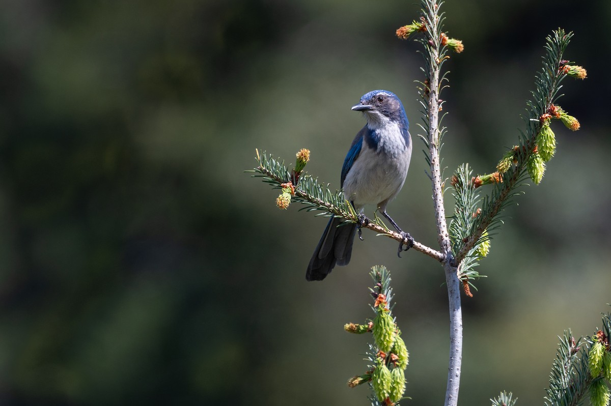 California Scrub-Jay - ML617166792