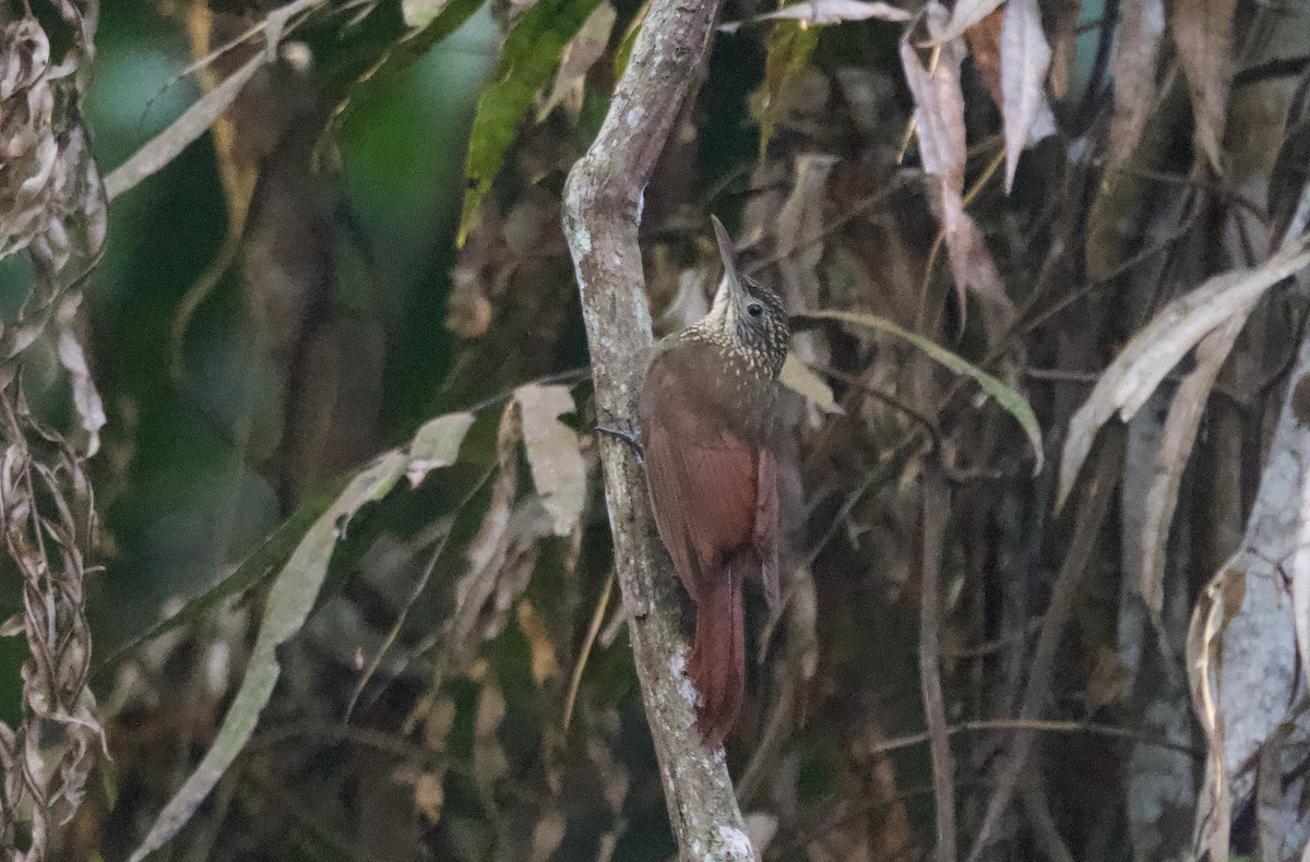 Ocellated Woodcreeper - Ken Rosenberg