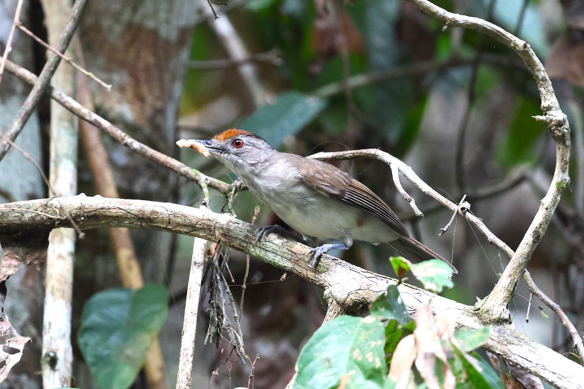 Rufous-crowned Babbler - ML617166799