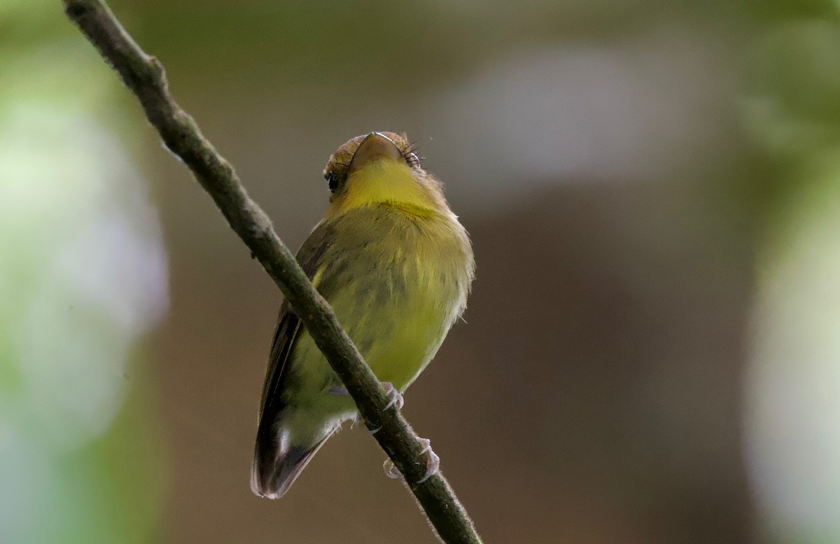Yellow-throated Spadebill - Ken Rosenberg