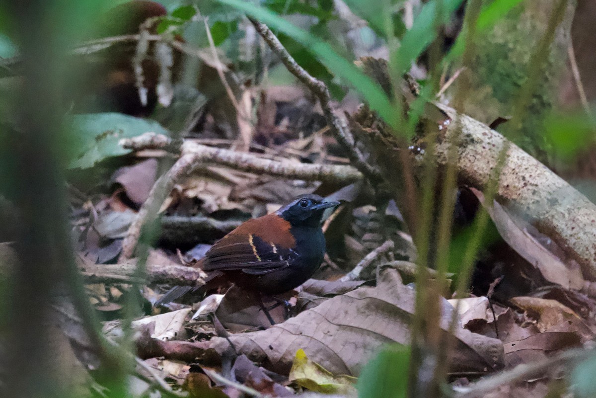 Cordillera Azul Antbird - Ken Rosenberg