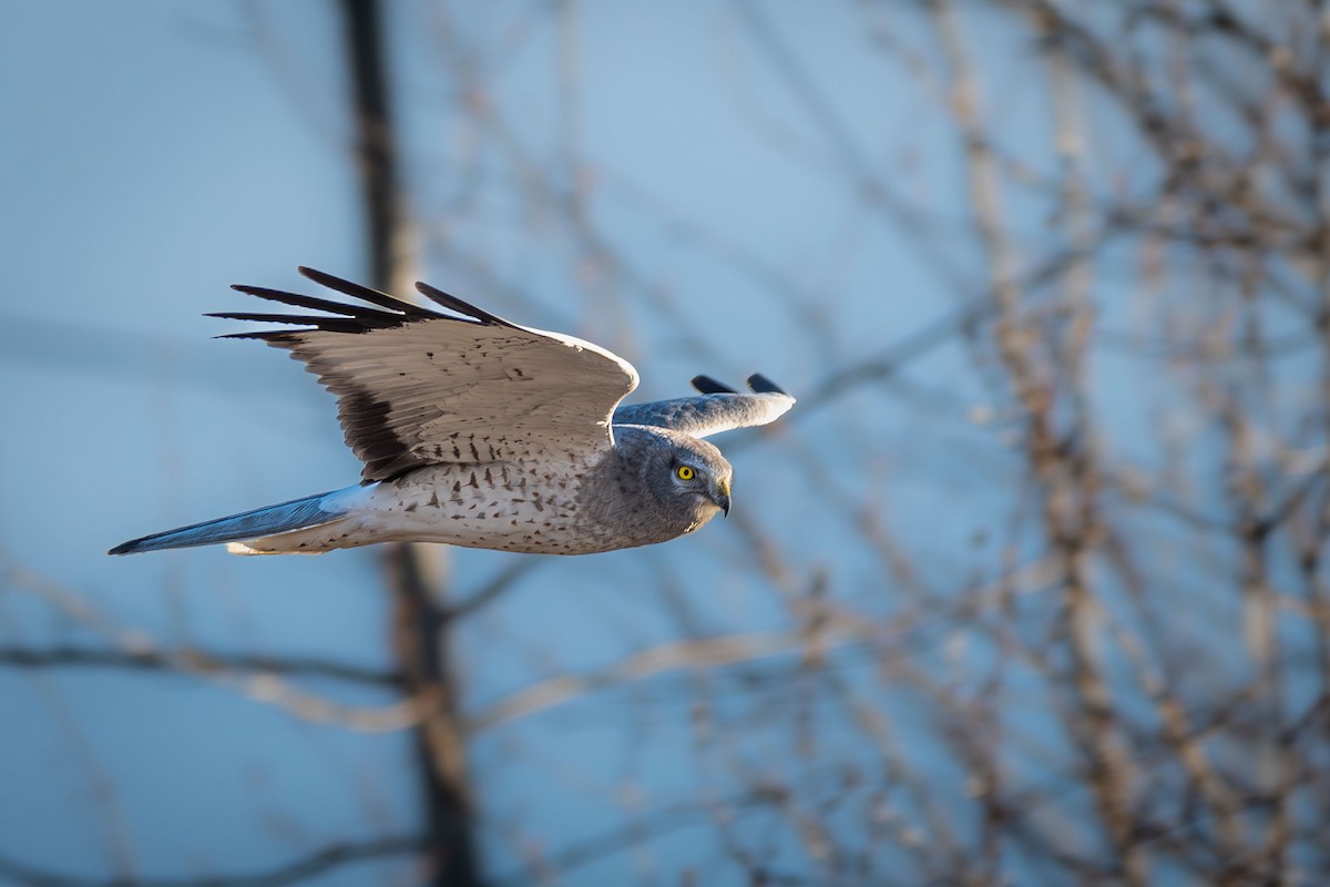 Northern Harrier - ML617166823