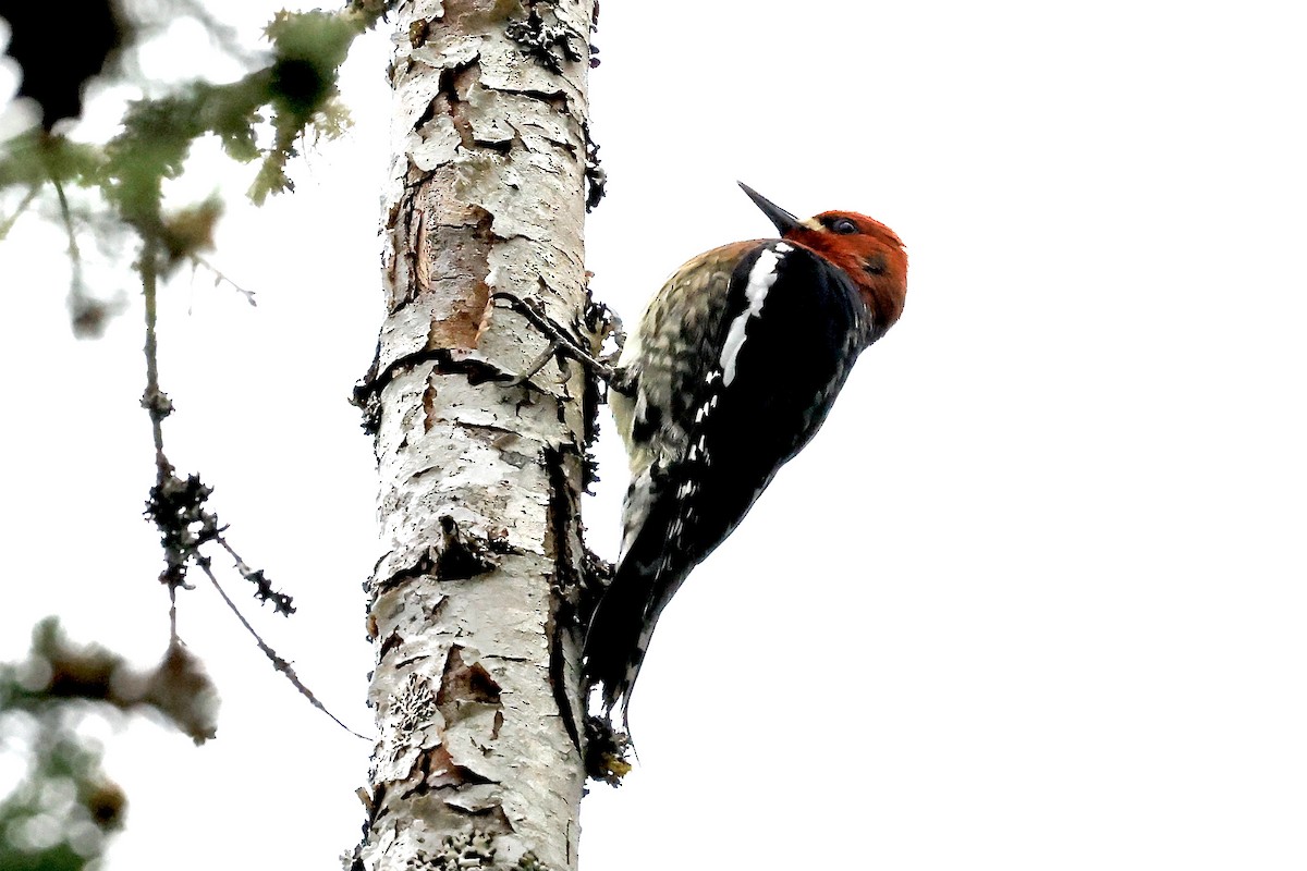 Red-breasted Sapsucker - Lorna Aynbinder