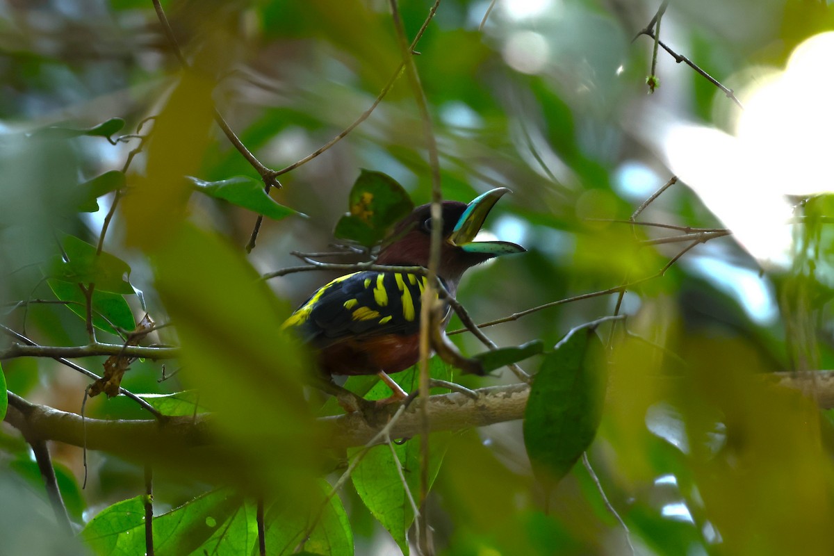 Banded Broadbill (Banded) - 志民 蘇