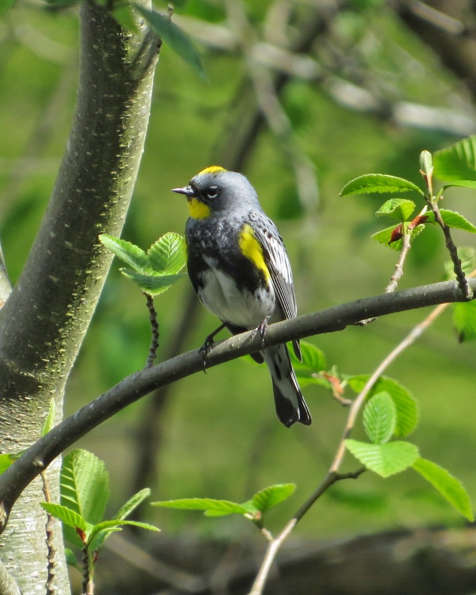 Yellow-rumped Warbler (Audubon's) - ML617166861