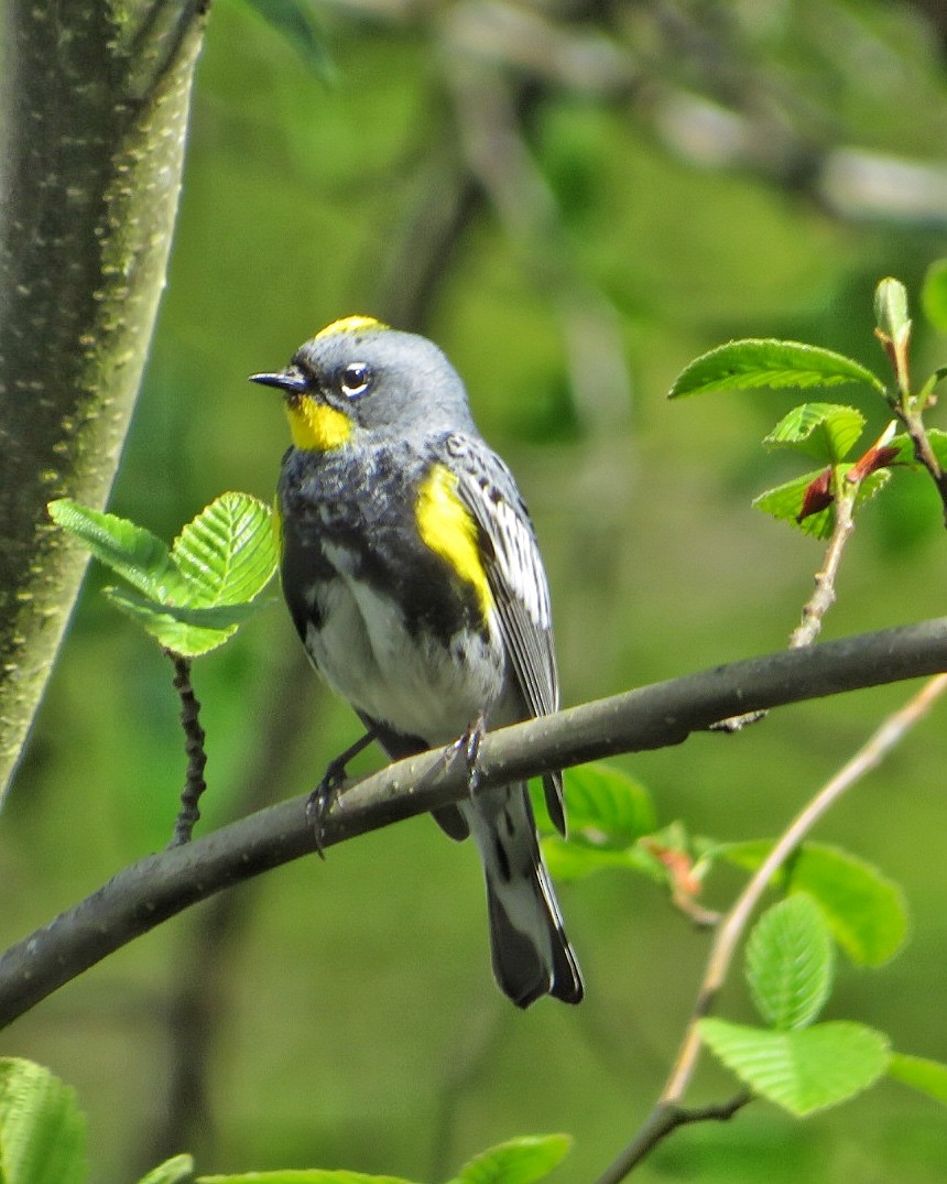 Yellow-rumped Warbler (Audubon's) - ML617166862