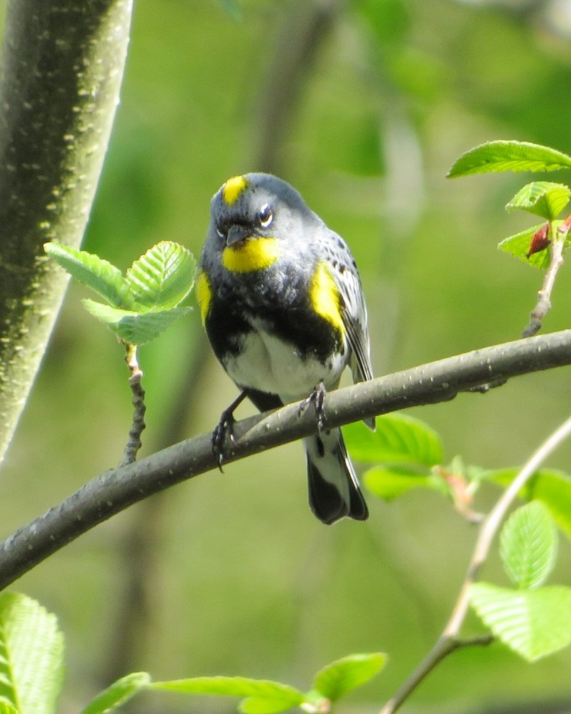 Yellow-rumped Warbler (Audubon's) - ML617166863