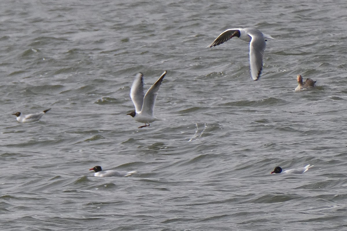 Mediterranean Gull - Tomáš Koranda