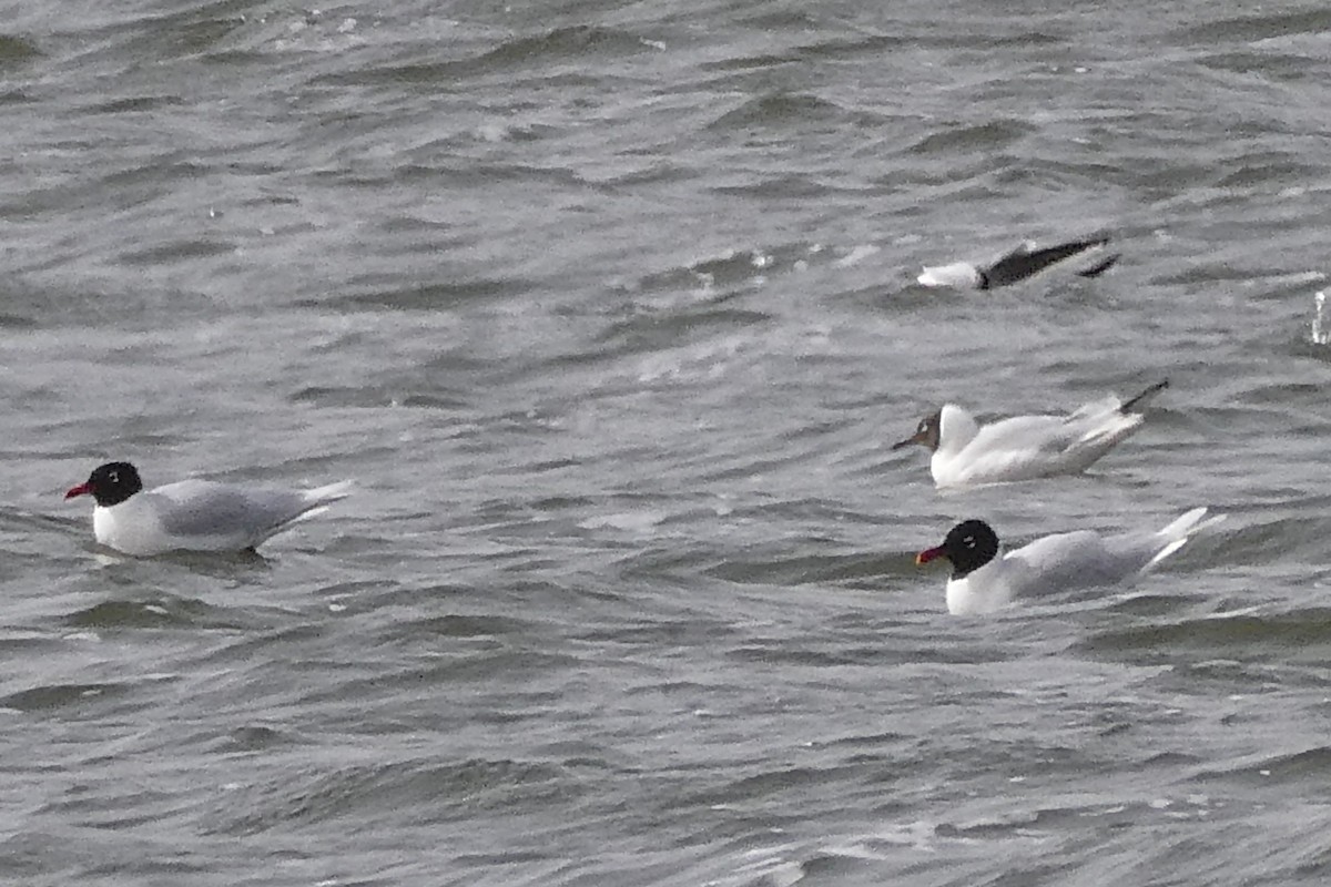 Mediterranean Gull - Tomáš Koranda