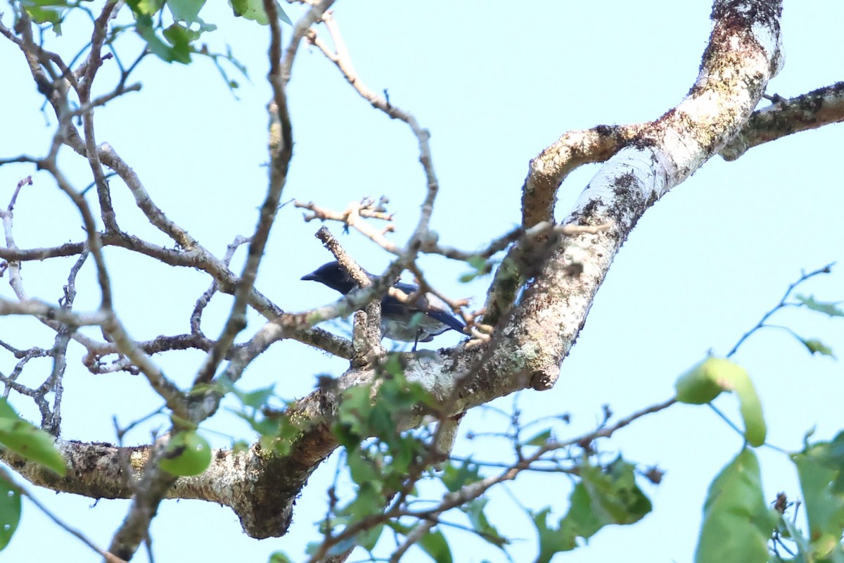 Lesser Cuckooshrike - 志民 蘇