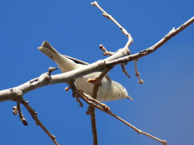 Lucy's Warbler - Kelly Wright