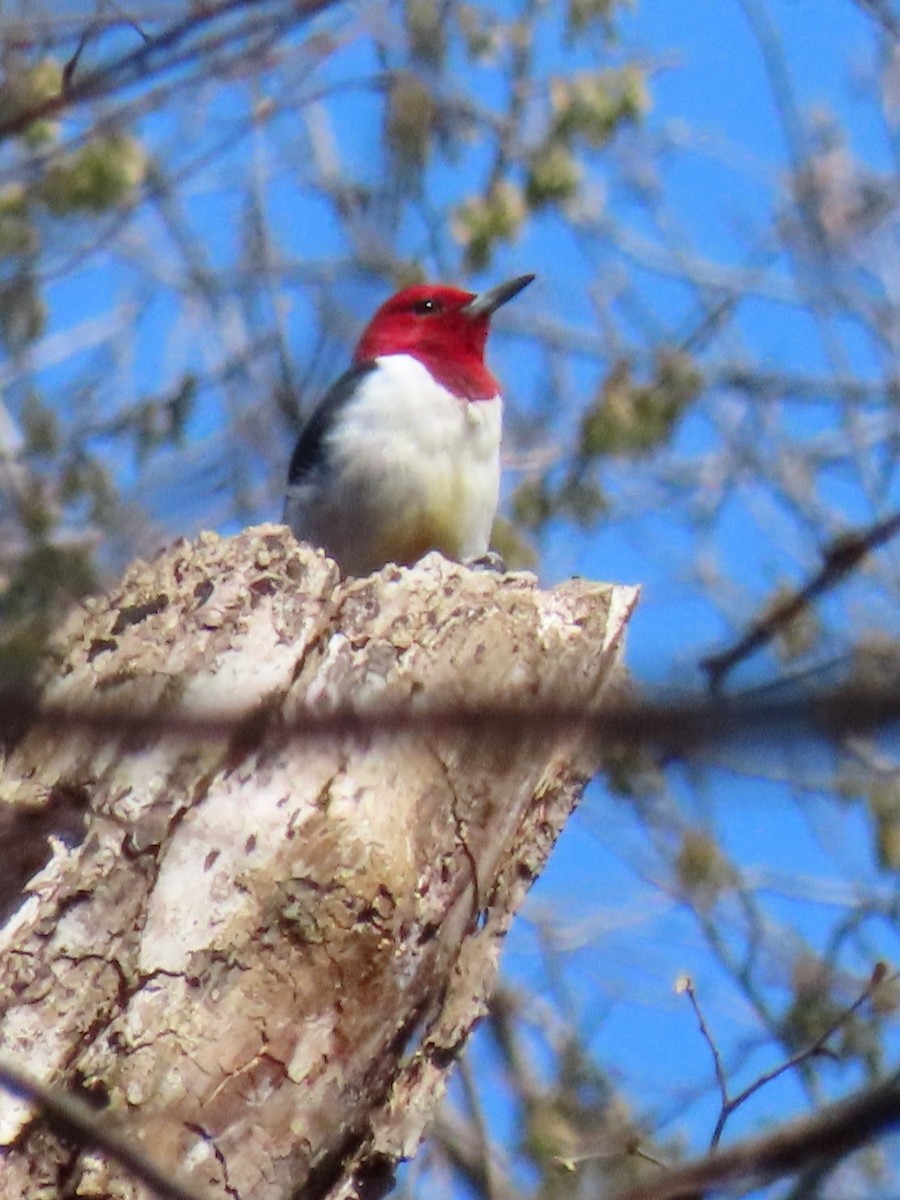 Pic à tête rouge - ML617166891