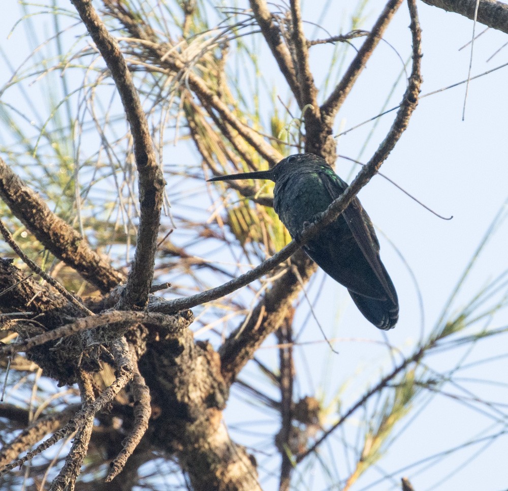 kolibřík smaragdový - ML617166895