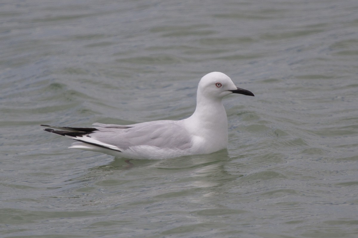 Black-billed Gull - ML617166903