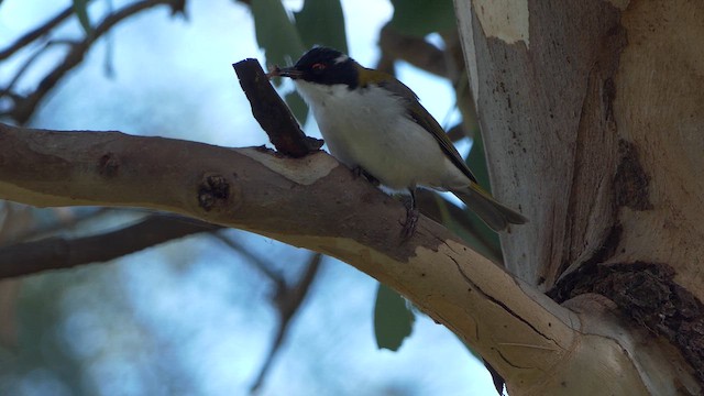 White-naped Honeyeater - ML617166909