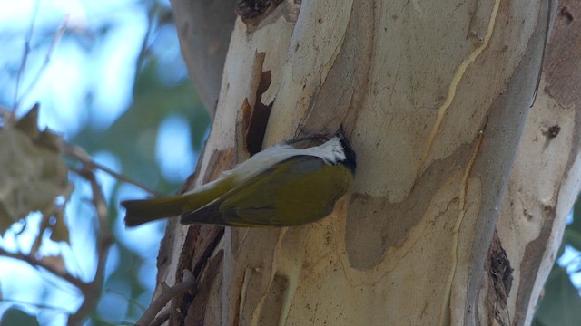 White-naped Honeyeater - ML617166910