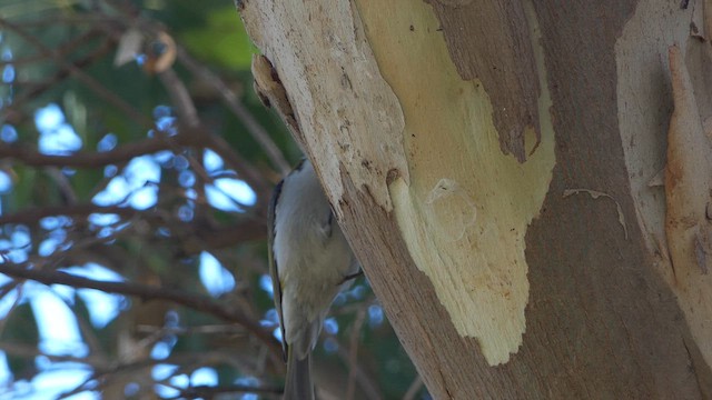 White-naped Honeyeater - ML617166911