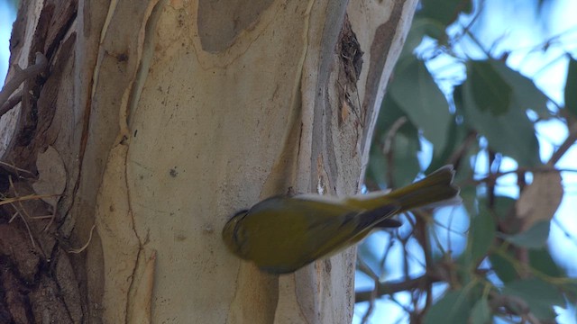 White-naped Honeyeater - ML617166912