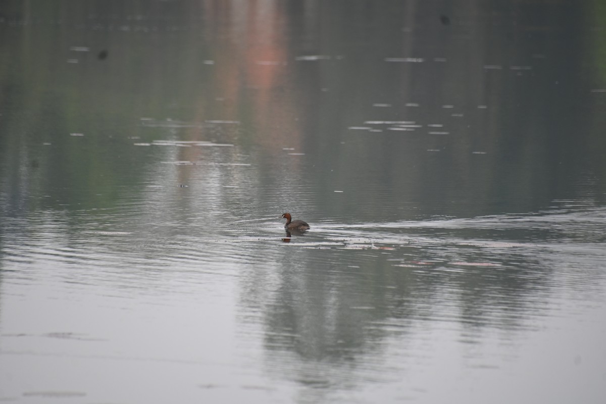 Little Grebe - ML617166933