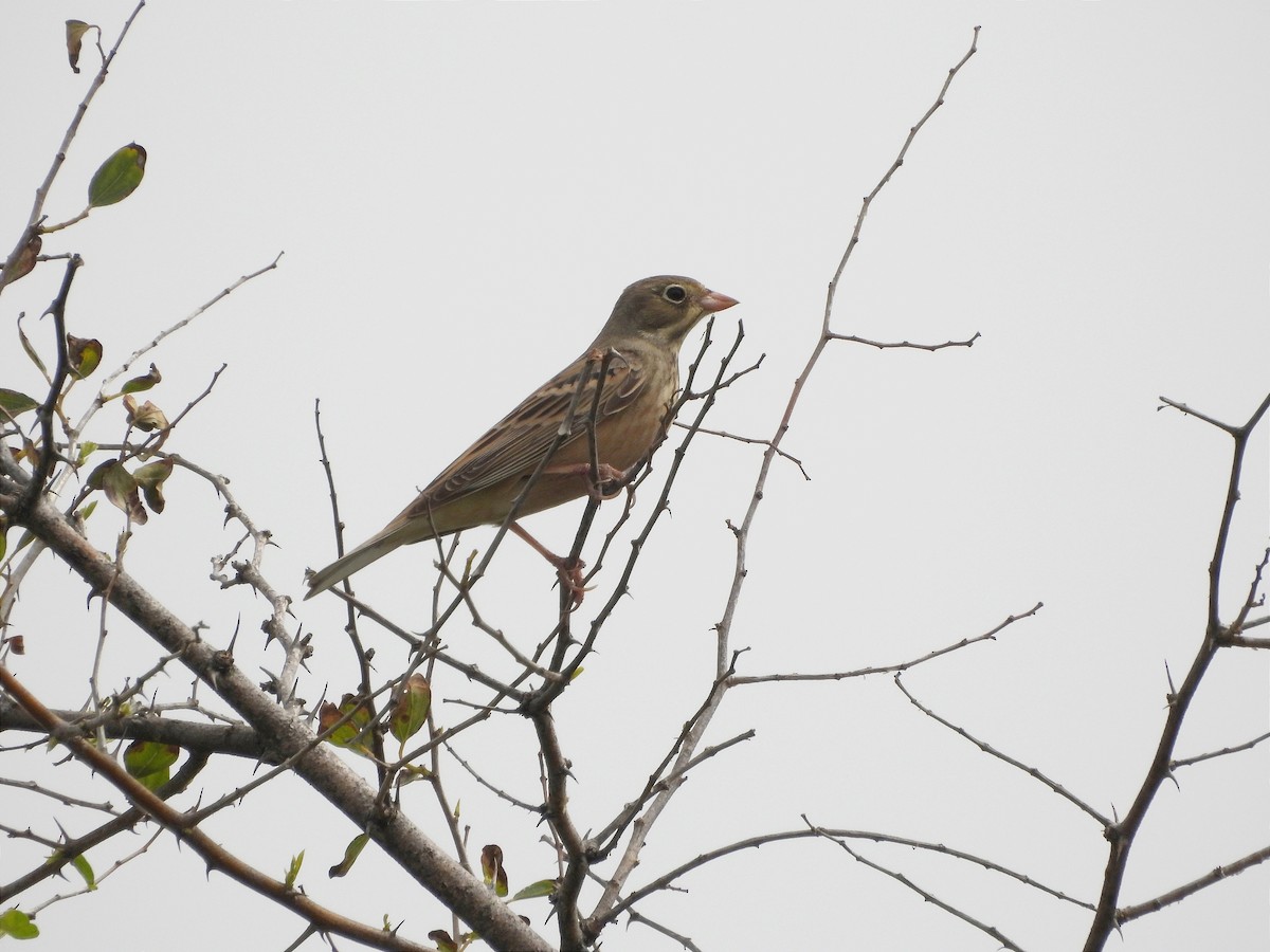 Ortolan Bunting - ML617166948