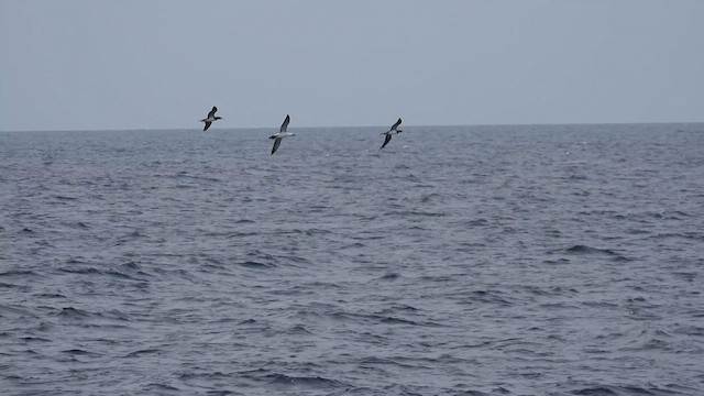 Masked Booby - ML617166984