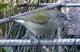 Tennessee Warbler - ML617167016