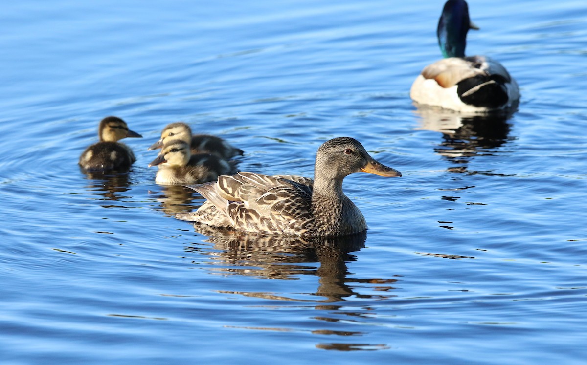 Mallard - Diane Eubanks