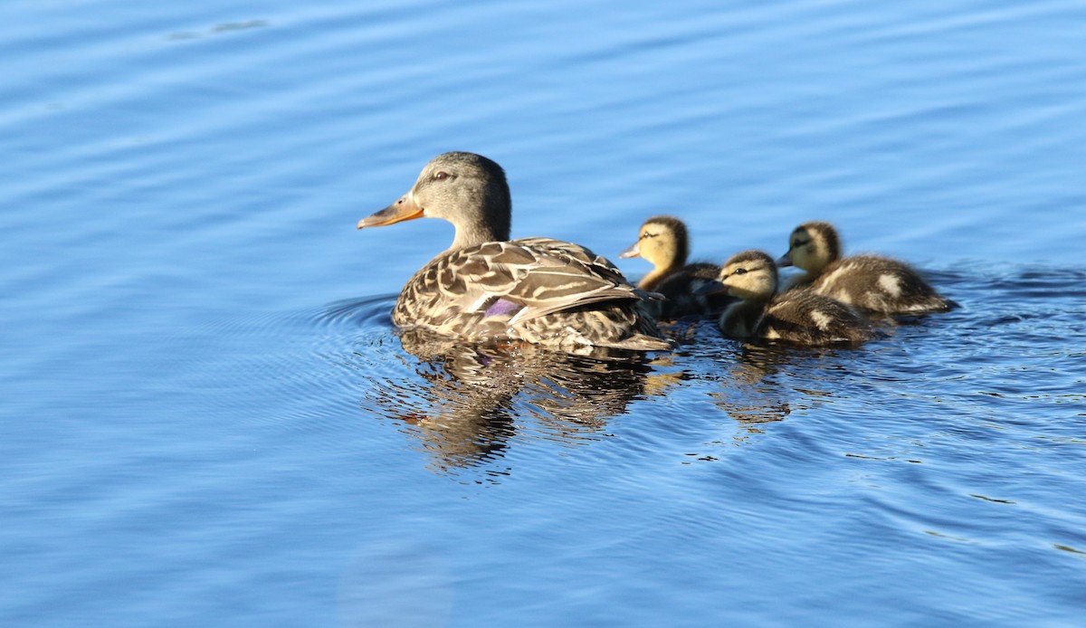 Mallard - Diane Eubanks