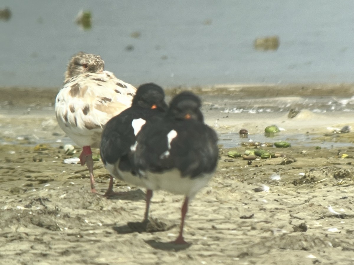 South Island Oystercatcher - ML617167181