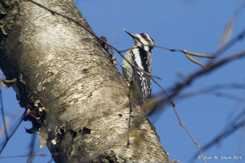 Yellow-bellied Sapsucker - ML617167185