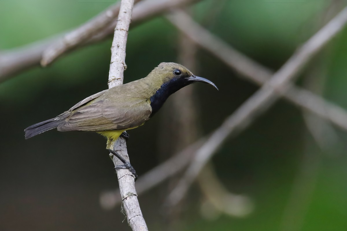 Ornate Sunbird (Ornate) - ML617167210