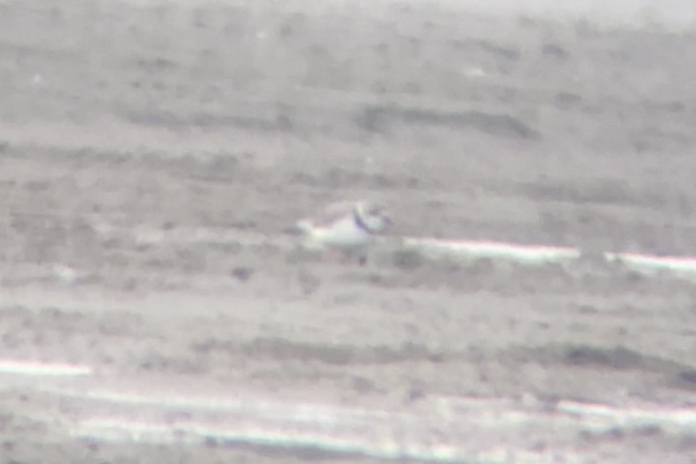 Piping Plover - ML617167353