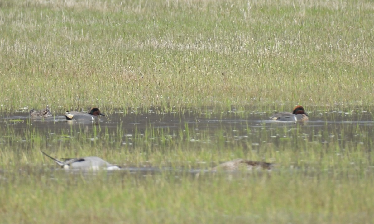 Green-winged Teal - Anita M Granger