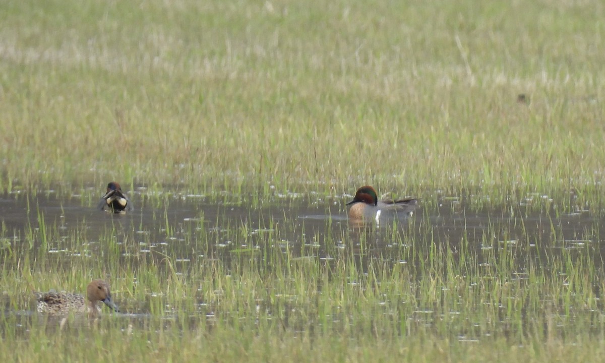 Green-winged Teal - Anita M Granger