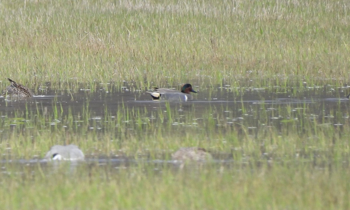 Green-winged Teal - ML617167387