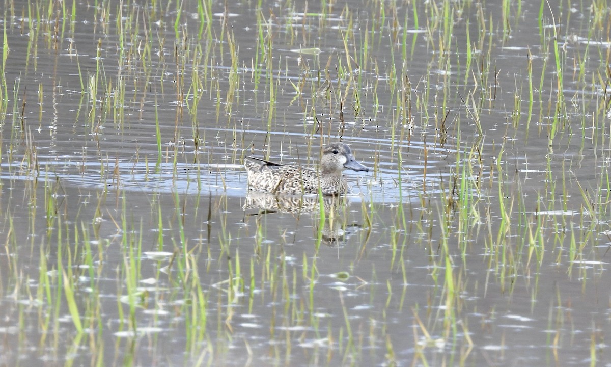 Green-winged Teal - ML617167390