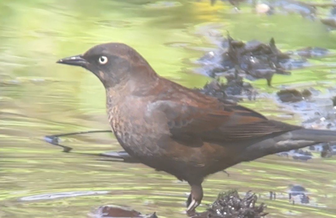 Rusty Blackbird - ML617167415