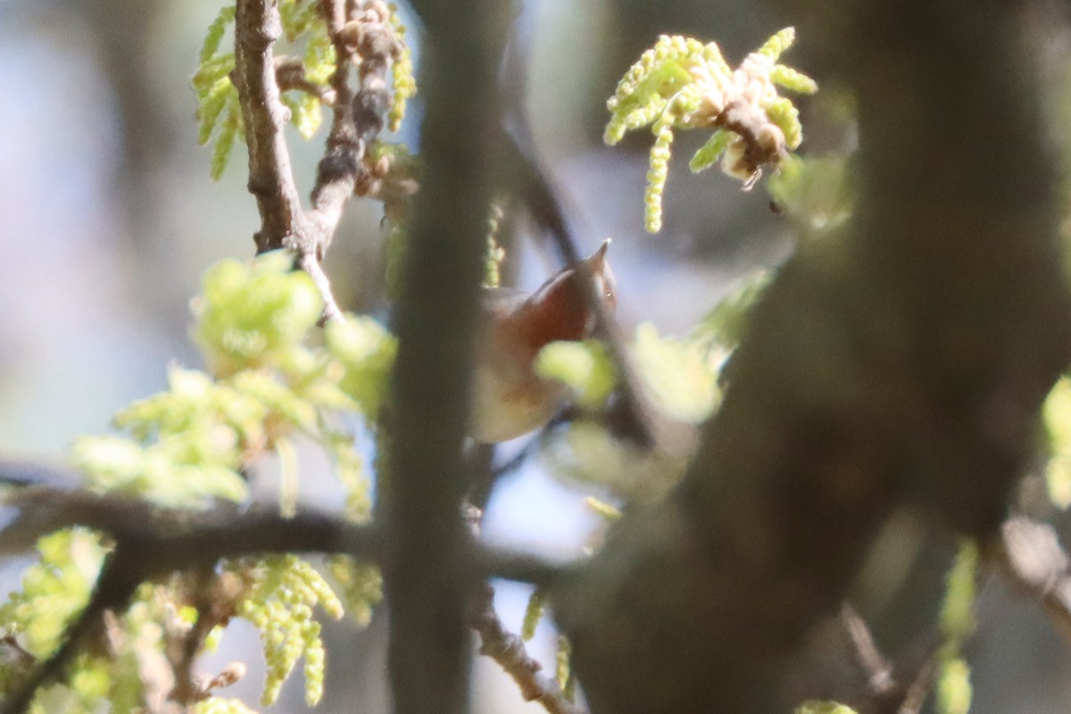 Eastern Subalpine Warbler - ML617167480