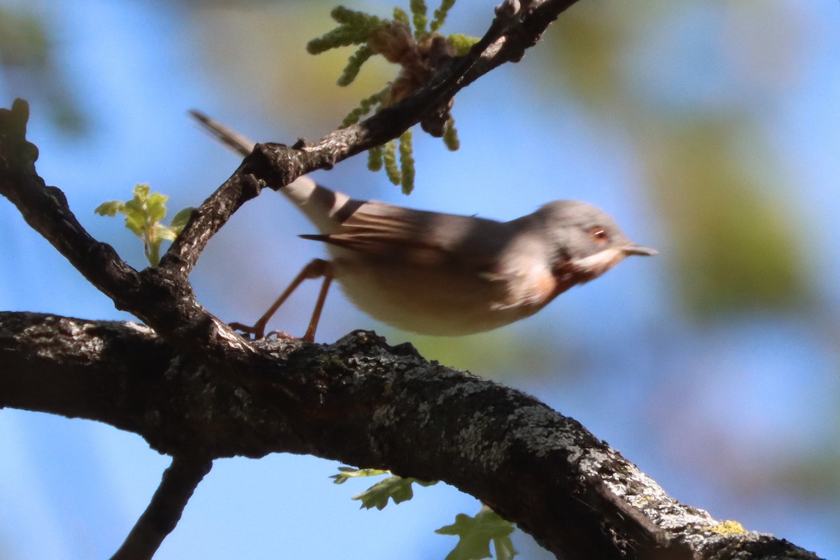 Eastern Subalpine Warbler - Sebastiano Ercoli