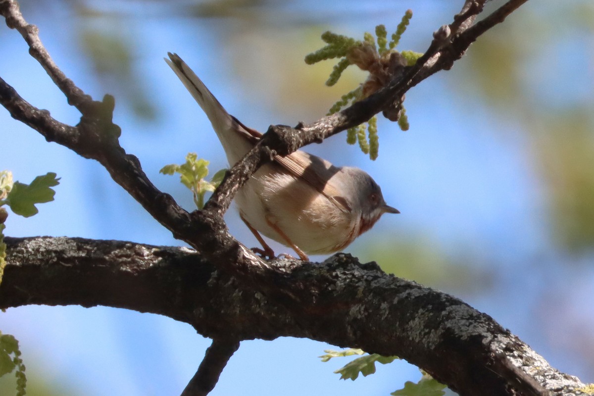 Eastern Subalpine Warbler - Sebastiano Ercoli