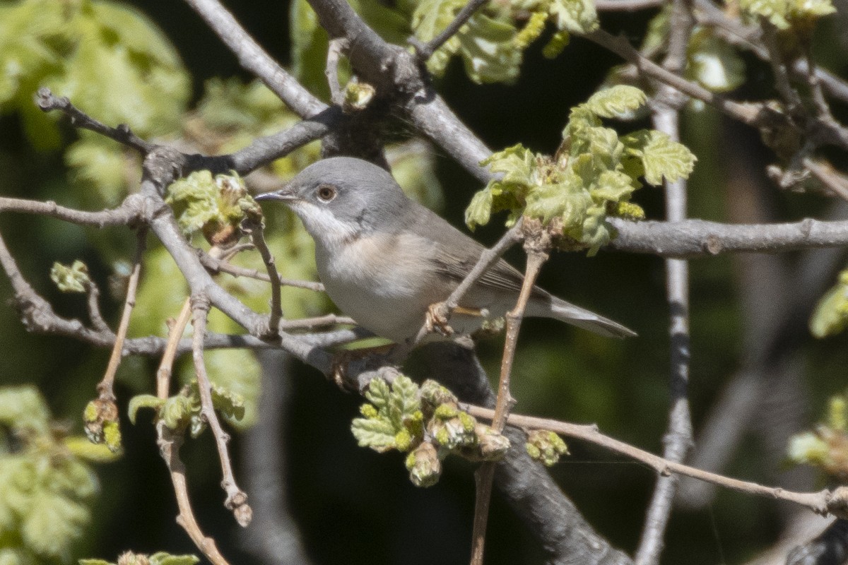 Eastern Subalpine Warbler - ML617167483