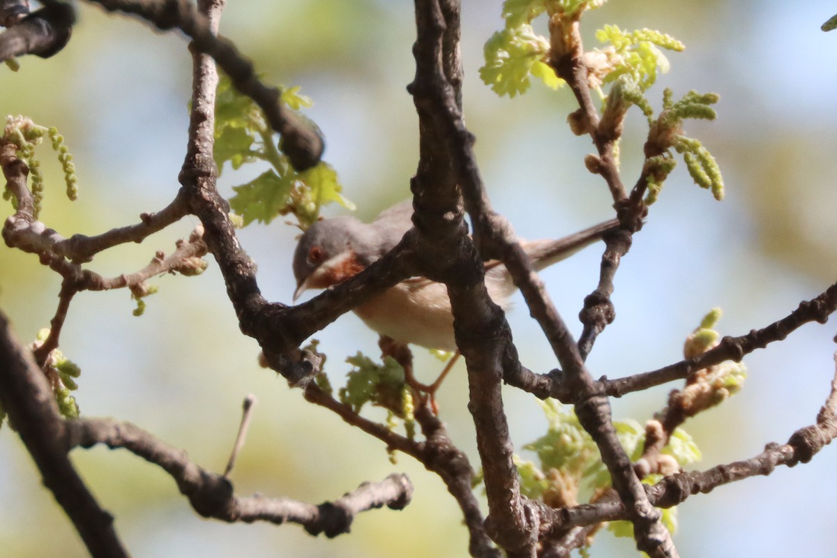 Eastern Subalpine Warbler - ML617167484