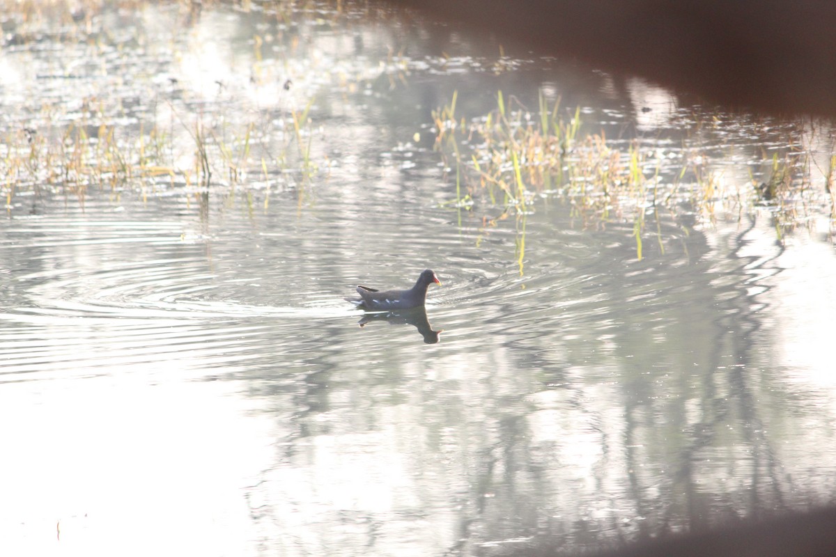 Eurasian Moorhen - Chahat Yadav